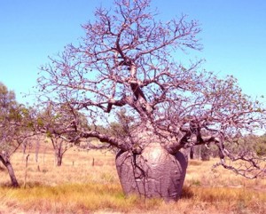 Darwin to Broome