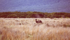 Wilson's Promontory National Park